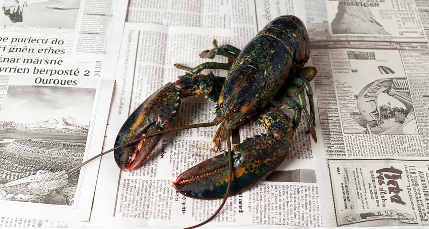 Premium Atlantic Lobsters on Scale